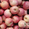 Fresh Red FUJI Apple